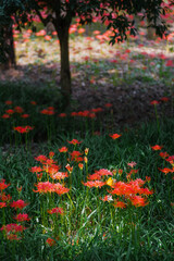 Colorful garlic in the park