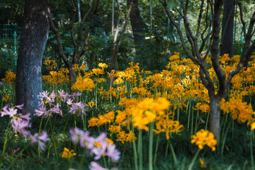 Colorful garlic in the park