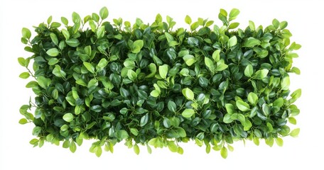 Obraz premium A rectangular boxwood hedge with green leaves on a white background.