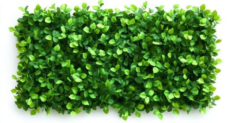 Obraz premium A rectangular boxwood hedge with green leaves on a white background