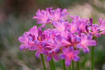 Colorful garlic in the park