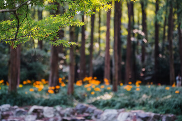 Colorful garlic in the park