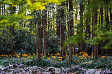 Colorful garlic in the park