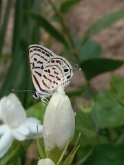 tarucus nara or the striped Pierrot on the grass in the garden.tarucus nara body pattern