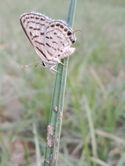 tarucus nara or the striped Pierrot on the grass in the garden.tarucus nara body pattern