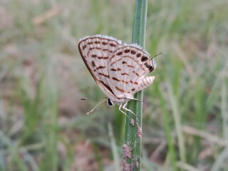 tarucus nara or the striped Pierrot on the grass in the garden.tarucus nara body pattern