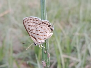 tarucus nara or the striped Pierrot on the grass in the garden.tarucus nara body pattern