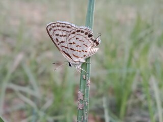 tarucus nara or the striped Pierrot on the grass in the garden.tarucus nara body pattern