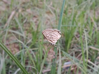 tarucus nara or the striped Pierrot on the grass in the garden.tarucus nara body pattern