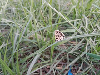 tarucus nara or the striped Pierrot on the grass in the garden.tarucus nara body pattern