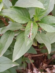 tarucus nara or the striped Pierrot on the grass in the garden.tarucus nara body pattern