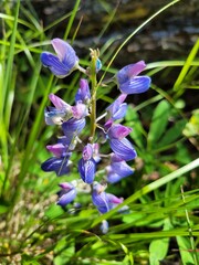 purple flowers