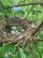 bird nest with eggs