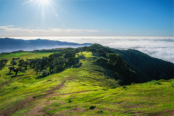 Obraz premium Aerial view of idyllic scenic Fanal Laurisilva forest with centuries-old til trees above clouds. Madeira island, Portugal