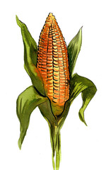 Corn crop. Hand drawn ink and watercolor illustration