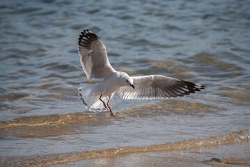 Seagull Landing on Shore
