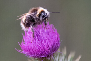 Bumblebee on Thistle Flower