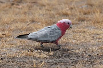 Galah