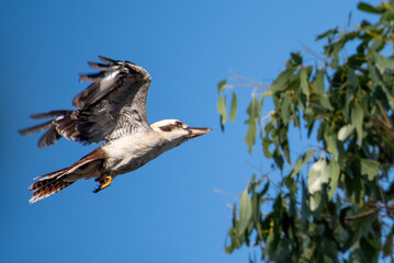 Laughing Kookaburra Flying in Flight