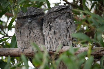 Tawny Frogmouth