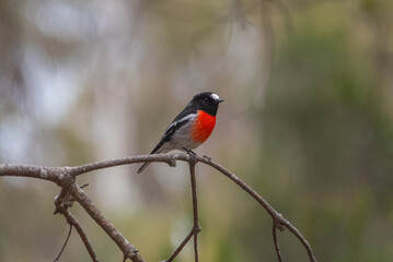 Scarlet Red Breasted Robin