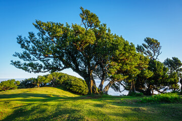 Centuries-old til trees in fantastic magical idyllic Fanal Laurisilva forest on sunrise. Madeira island, Portugal