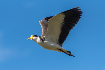 Masked Lapwing