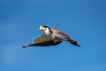Masked Lapwing