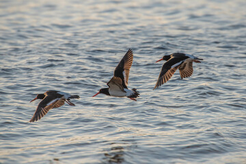 Pied Oyster-Catcher