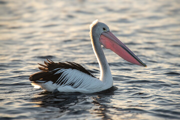 Australian Pelican
