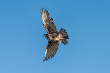 Brown Falcon