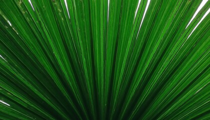 palm tree leaves