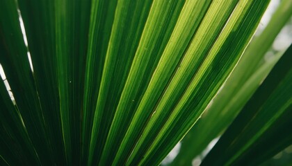 palm tree leaves