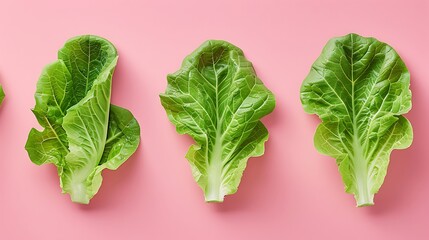 Green lettuce leaves isolated on background flat lay view highlighting fresh organic salad vegetables