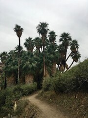 Fototapeta premium palm trees in the desert