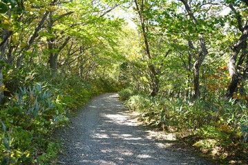 安達太良山の林道