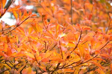 オレンジに染まる紅葉