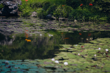 Water lily pond and koi fish in summer.