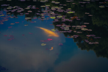 Water lily pond and koi fish in summer.