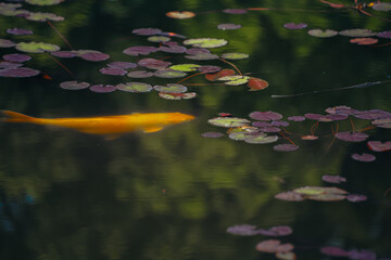 Water lily pond and koi fish in summer.