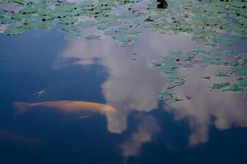 Water lily pond and koi fish in summer.
