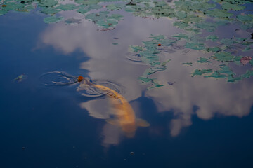 Water lily pond and koi fish in summer.