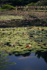 Water lily pond and koi fish in summer.