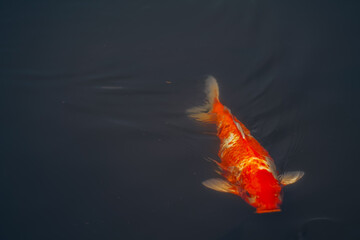Water lily pond and koi fish in summer.