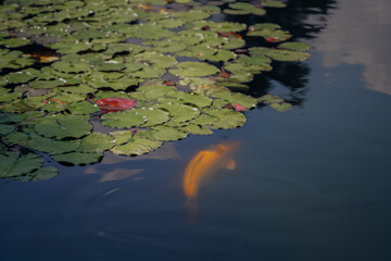 Water lily pond and koi fish in summer.