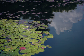 Water lily pond and koi fish in summer.