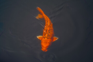 Water lily pond and koi fish in summer.
