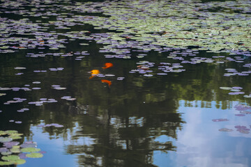Water lily pond and koi fish in summer.
