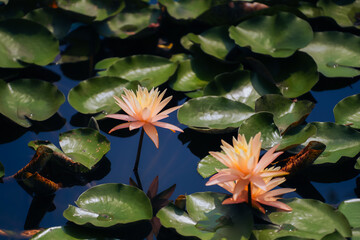 Water lily pond and koi fish in summer.