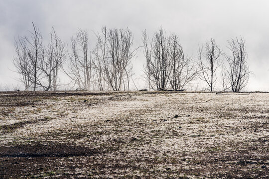 Heavy frost covering muddy ground in front of a row of dead trees
